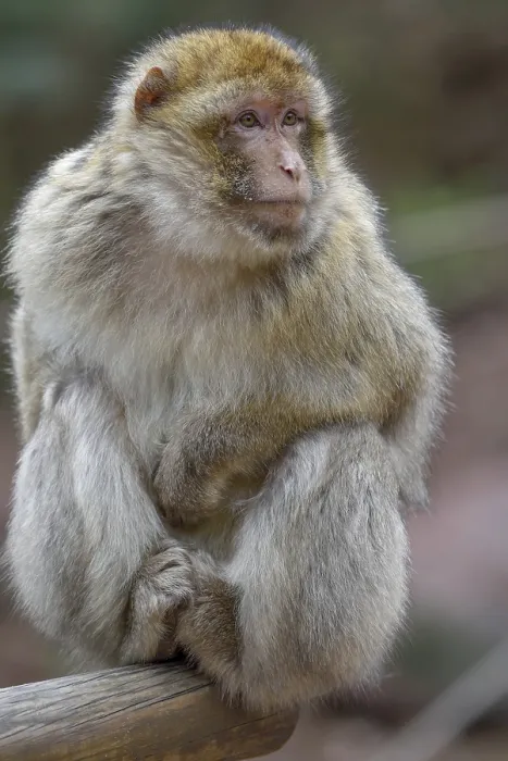 Framed Print : Barbary macaque (Macaca sylvanus) Framed Print : Barbary macaque (Macaca sylvanus)