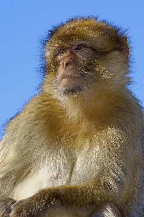 Framed Print : Barbary macaque (Macaca sylvanus)