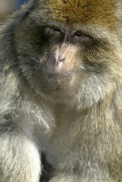 Framed Print : Barbary macaque (macaca sylvanus)
