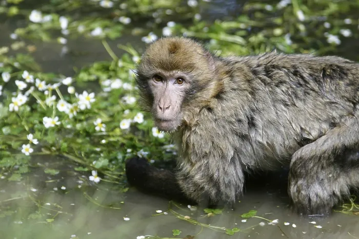 Framed Print : Barbary macaque (macaca sylvanus)