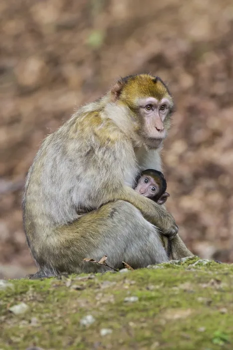 Framed Print : Barbary Macaque (Macaca sylvanus)