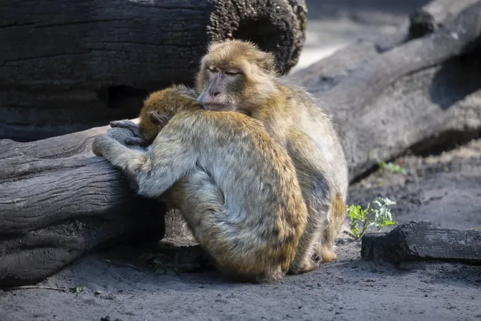 Framed Print : Barbary macaque (Macaca sylvanus)