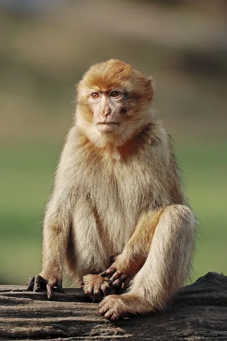 Framed Print : Barbary macaque (Macaca sylvanus) (Macaca sylvana)