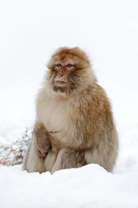 Framed Print : Barbary macaque (Macaca sylvanus) (Macaca sylvana) Framed Print : Barbary macaque (Macaca sylvanus) (Macaca sylvana)