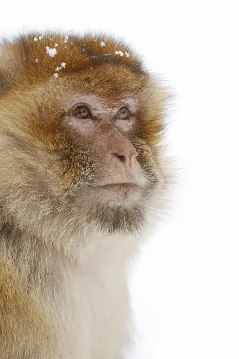 Framed Print : Barbary macaque (Macaca sylvanus) in winter