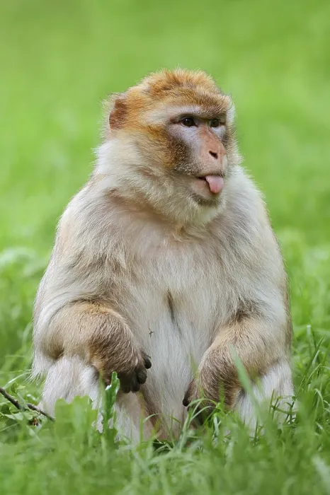 Framed Print : Barbary macaque or magot (Macaca sylvanus) sits in a meadow and sticks out its tongue Framed Print : Barbary macaque or magot (Macaca sylvanus) sits in a meadow and sticks out its tongue