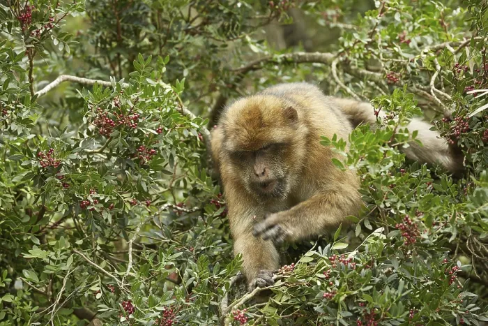 Framed Print : The Barbary Macaque monkeys of Gibraltar Framed Print : The Barbary Macaque monkeys of Gibraltar