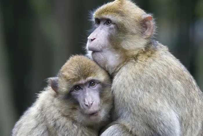 Framed Print : Two Barbary Macaques (Macaca sylvanus) sitting close to one another