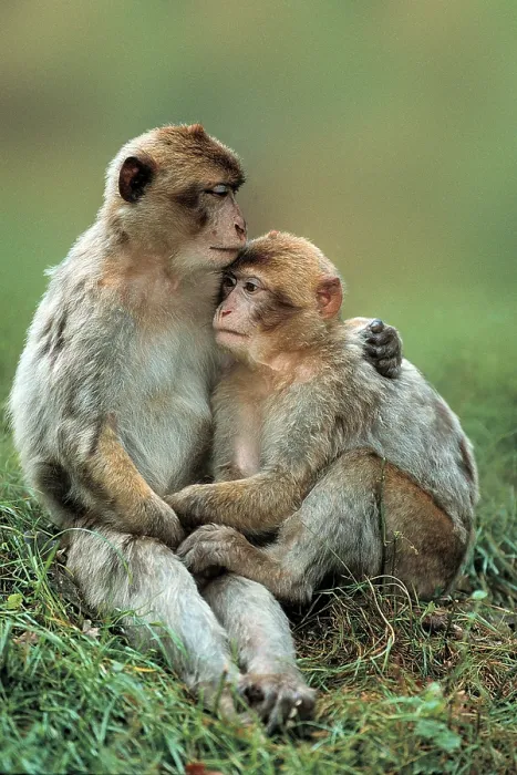 Framed Print : Barbary Monkeys (Macaca silvanus)