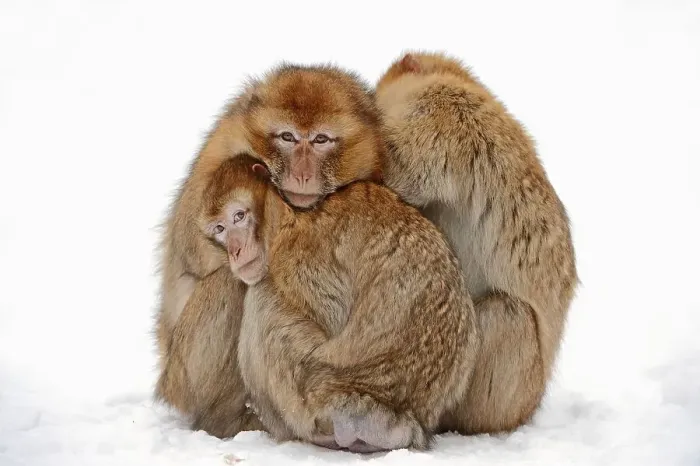 Framed Print : Barbary Monkeys (Macaca sylvanus) (Macaca sylvana)