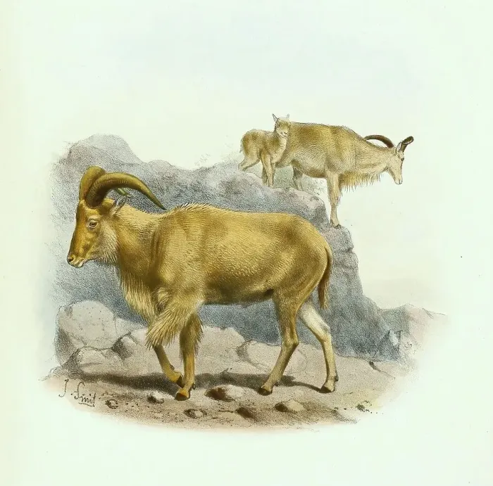 Framed Print : Barbary sheep (Ammotragus lervia)