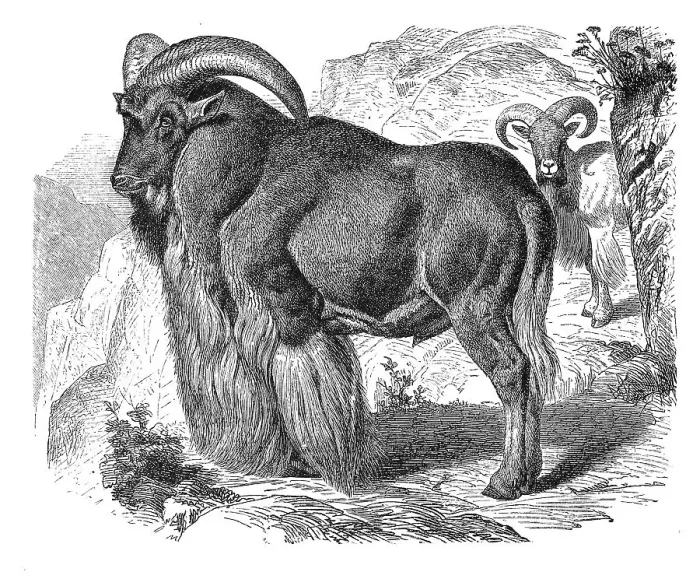 Framed Print : Barbary sheep (Ammotragus lervia) Framed Print : Barbary sheep (Ammotragus lervia)