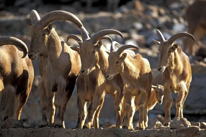 Framed Print : Barbary Sheep (Ammotragus lervia)