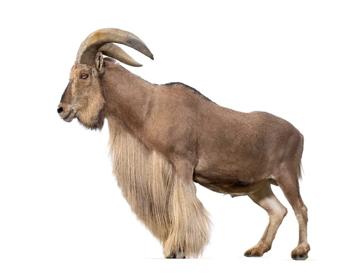 Framed Print : Barbary sheep, Ammotragus lervia