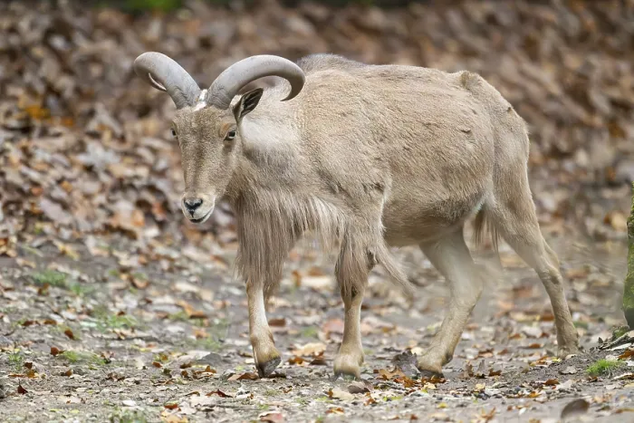 Framed Print : Barbary sheep (Ammotragus lervia) ram walking on the ground
