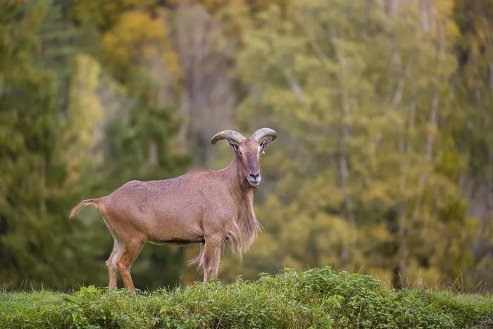 Framed Print : One Barbary sheep (Ammotragus lervia) stands on green hilly ground