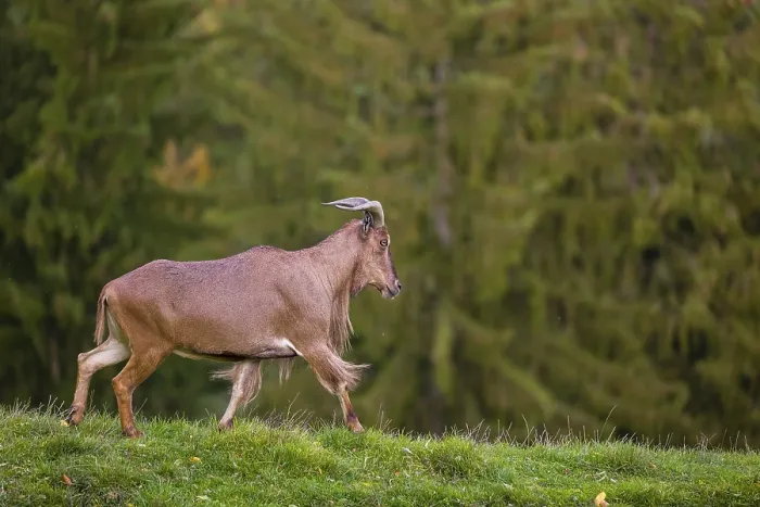 Framed Print : One Barbary sheep (Ammotragus lervia) stands on green hilly ground Framed Print : One Barbary sheep (Ammotragus lervia) stands on green hilly ground