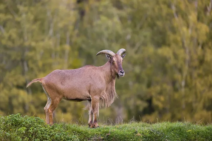 Framed Print : One Barbary sheep (Ammotragus lervia) stands on green hilly ground