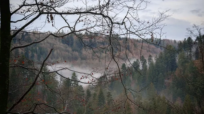 Framed Print : Bare branches of a forest in autumn with fog hanging between the trees