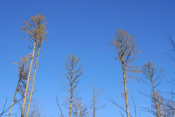 Framed Print : Bare spruce trees in front of a blue sky Framed Print : Bare spruce trees in front of a blue sky