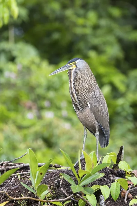 Framed Print : Bare-Throated Tiger Heron (Tigrisoma mexicanum)