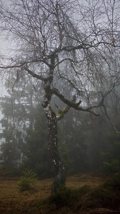 Framed Print : Bare tree, birch (Betula) in a foggy winter landscape