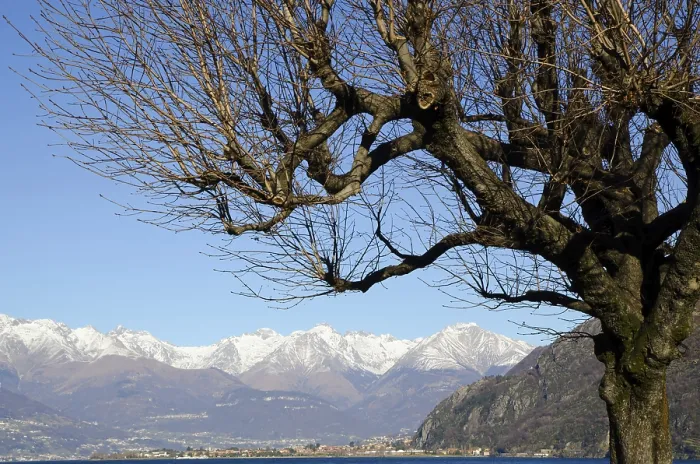 Framed Print : Bare Tree with Branches and with Snow Capped Mountain in a Sunny Day in Lombardy
