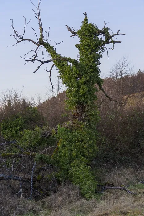 Framed Print : Bare tree overgrown by ivy in a quiet forest landscape
