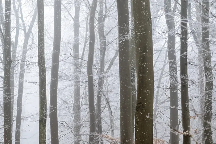 Framed Print : Bare tree trunks stand close together in a foggy winter forest