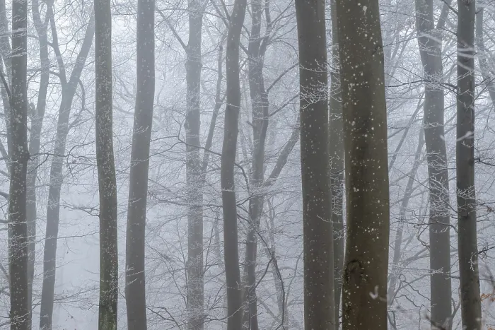 Framed Print : Bare tree trunks stand close together in a foggy winter forest Framed Print : Bare tree trunks stand close together in a foggy winter forest