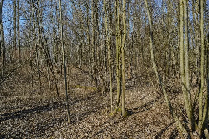 Framed Print : Bare trees in winter forest with deciduous soil in sunlight