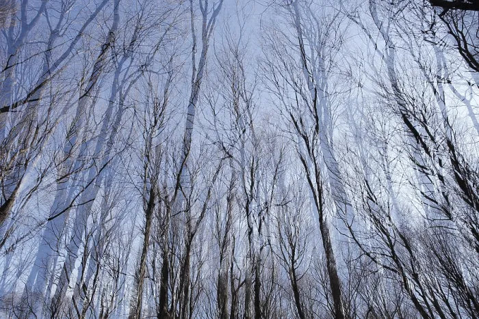 Framed Print : Bare trunks, deciduous forest, double exposure