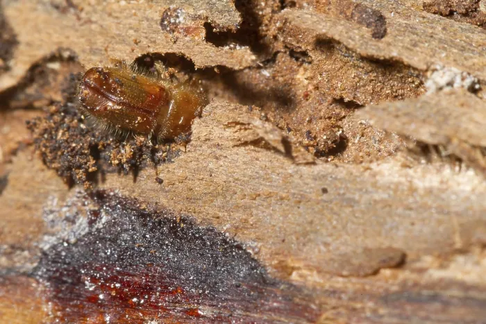 Framed Print : Bark beetle (Scolytinae)