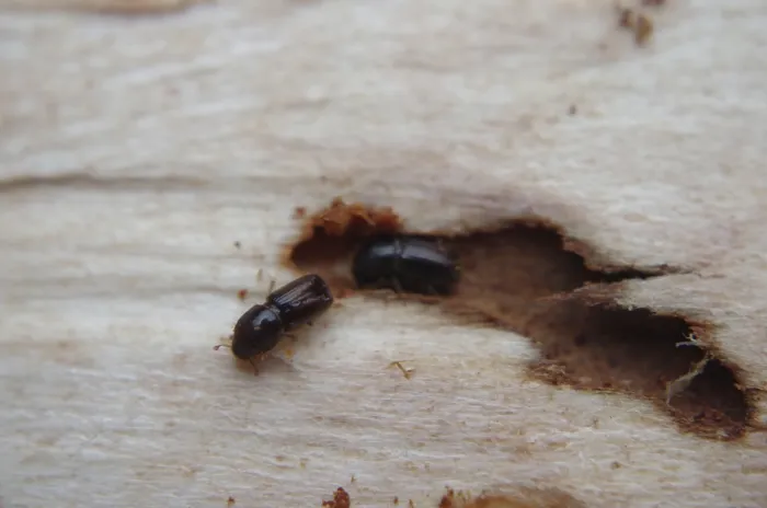 Framed Print : Bark beetle (Xyleborus, Dendroctonus)