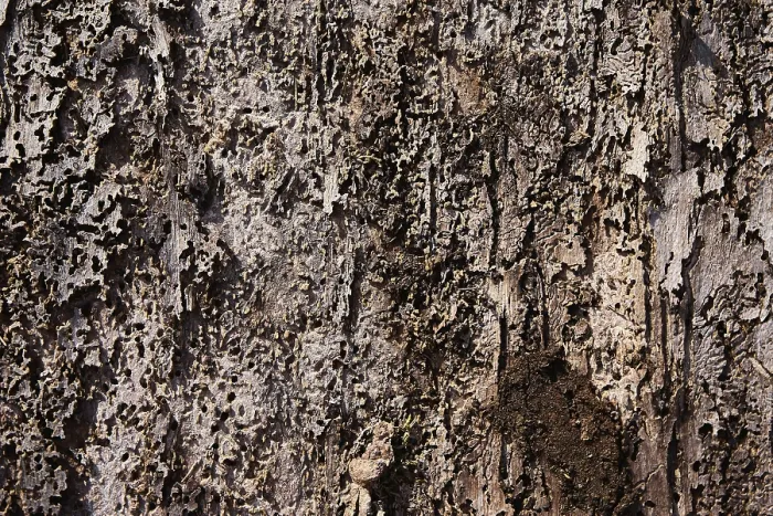 Framed Print : Bark with feeding marks of the bark beetle (Scolytinae)