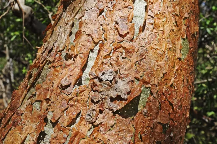 Framed Print : Bark of the Gumbo-limbo tree, Bursera simaruba Framed Print : Bark of the Gumbo-limbo tree, Bursera simaruba