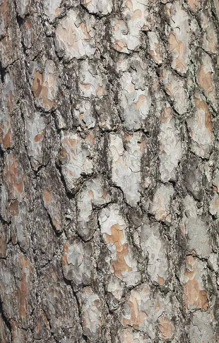 Framed Print : Bark of the pine (Pinus), Scots pine sylvestris Framed Print : Bark of the pine (Pinus), Scots pine sylvestris