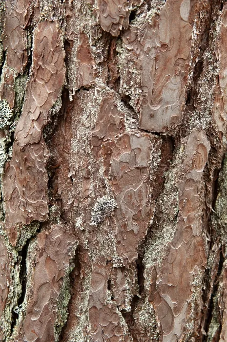 Framed Print : Bark (Pinus sylvestris) of an old pine