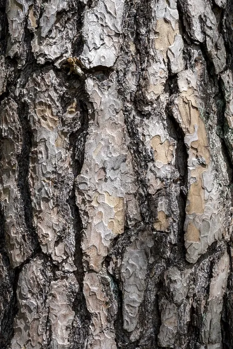Framed Print : Bark of Scots pine (Pinus sylvestris)