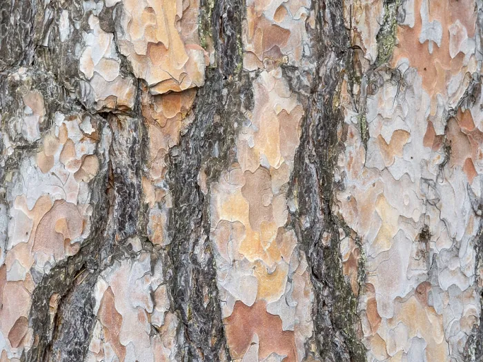 Framed Print : Bark texture background Scots pine horizontal image