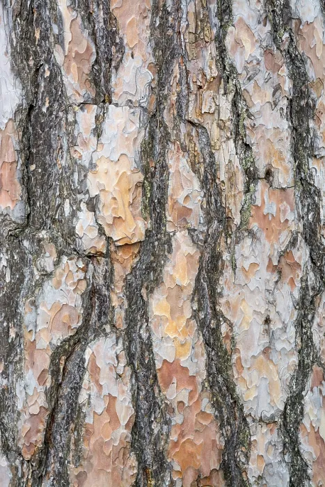 Framed Print : Bark texture background Scots pine vertical image Framed Print : Bark texture background Scots pine vertical image