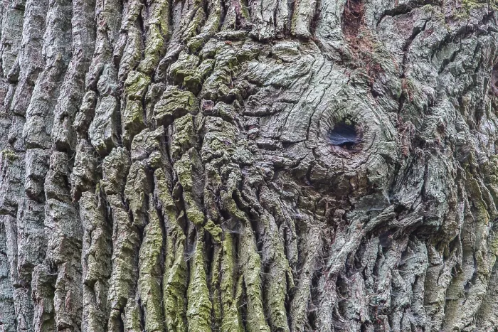 Framed Print : Bark, Urwald Sababurg, primeval forest Framed Print : Bark, Urwald Sababurg, primeval forest