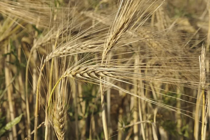 Framed Print : Barley, barley field, barley ears Framed Print : Barley, barley field, barley ears