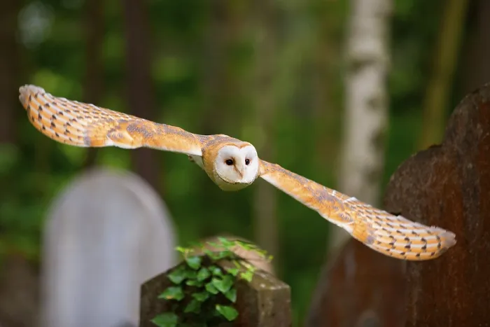 Framed Print : Barn Owl