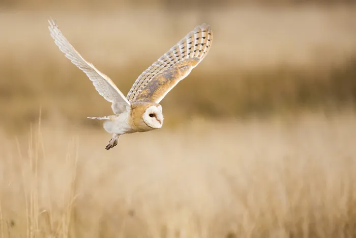 Framed Print : Barn owl (Tyto alba)