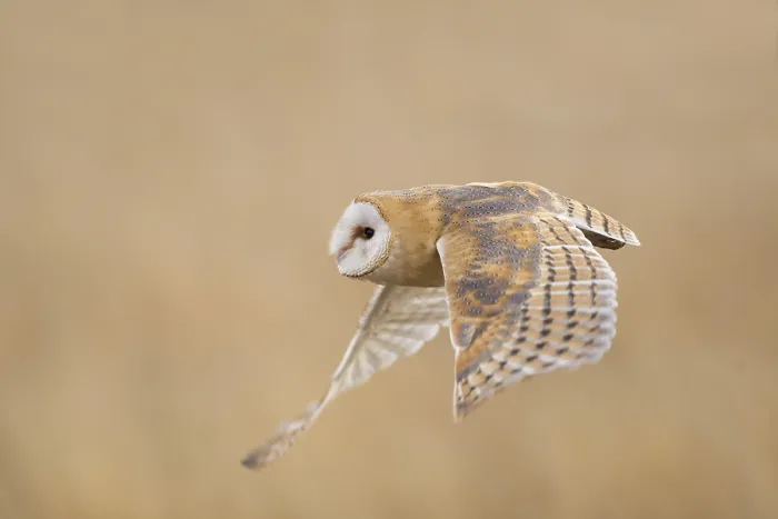 Framed Print : Barn owl (Tyto alba)