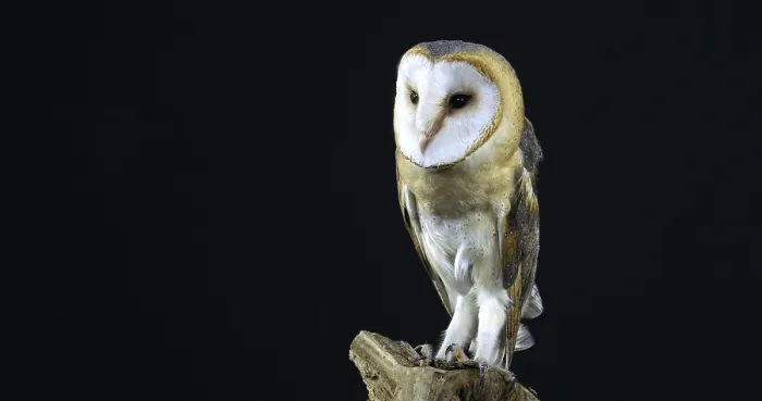 Framed Print : Barn Owl (tyto alba), Adult against Black Background