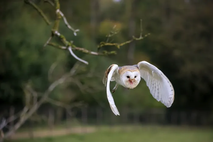 Framed Print : Barn Owl (Tyto alba), adult, Kasselburg Framed Print : Barn Owl (Tyto alba), adult, Kasselburg