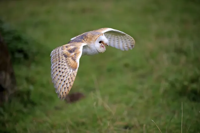 Framed Print : Barn Owl (Tyto alba), adult, Kasselburg