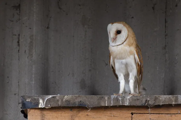 Framed Print : Barn owl (Tyto alba), in the barn